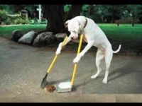 Passear com o cão todo mundo gosta
mas limpar o que ele faz ninguém quer
