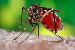 Trabalho de prevenção de combate ao mosquito da dengue continua em imóveis de Botucatu