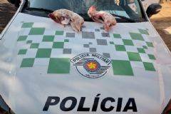 Denúncia leva PM a homem acusado de caçar e vender carne de animais silvestres em Lençóis Paulista