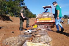 Polícia Ambiental faz destruição de centenas de gaiolas que mantinham aves silvestres em cativeiro