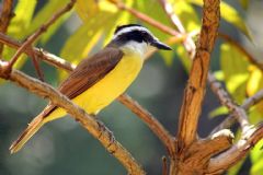 Botucatu terá parque para preservação de aves e cerrado na Rodovia Castelinho
