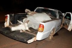 Polícia recupera vaca furtada após suspeito do crime sofrer acidente em Paraguaçu Paulista