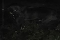 Polícia Civil de Itatinga resgata cão acorrentado em árvore durante forte temporal