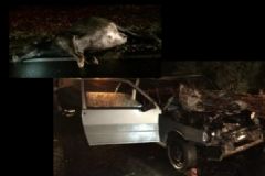 Búfalo morre atropelado por automóvel de passeio em rodovia e quatro pessoas ficam feridas