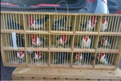 112 aves silvestres, sendo 72 delas já mortas, são resgatadas em operação da PM em Porangaba