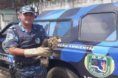Acionados por munícipe agentes do Grupo Ambiental resgatam carcará ferido na Castelinho