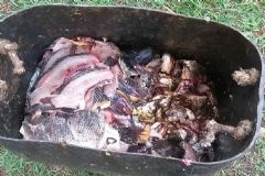 Polícia Ambiental de Botucatu flagra pesca ilegal e beneficiamento irregular de pescado