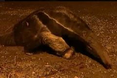 Espécie de tamanduá em vias de extinção morre atropelado em rodovia no município de Botucatu