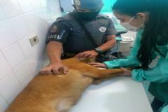Cães treinados da PM doam sangue para suprir estoque do Hospital Veterinário de Botucatu