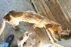 Polícia Civil de Itatinga identifica autor de maus tratos a animais numa propriedade da zona rural 