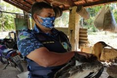 Grupo Ambiental de Botucatu resgata ave considerada símbolo de São José dos Ausentes