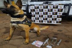 Com cão treinado, PM realiza prisão de traficante e apreende dezenas de parangas de maconha