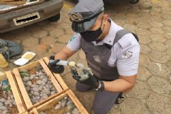 Polícia Ambiental faz apreensão de 150 filhotes de papagaios e uma arara vermelha na região