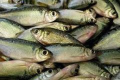 Polícia Ambiental apreende mais de 200 kg de peixes da espécie lambari em represa de São Manuel