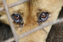 Nova lei prevê prisão de até cinco anos para crimes de maus tratos contra cães ou gatos