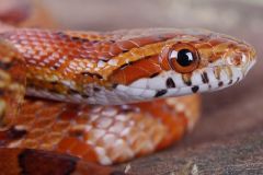 Serpente exótica que não é natural do Brasil é capturada em Botucatu pela Vigilância em Saúde