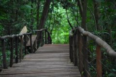 Secretaria do Verde libera uma das trilhas do Parque da Marta para visitação