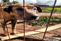 Vigilância Ambiental em Saúde resgata cão debilitado na região do Altos da Serra