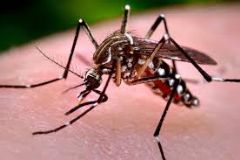 Vigilância Sanitária orienta a população para reforçar medidas de prevenção à dengue no verão