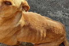 Polícia Civil flagra cadela debilitada em situação de maus tratos em bairro de Itatinga