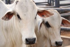 Faculdade de Veterinária e Zootecnia da Unesp de Botucatu promove leilão de bovinos