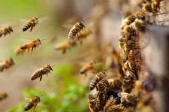 Vítima de morte por picadas de abelhas em Itatinga era um andarilho argentino 