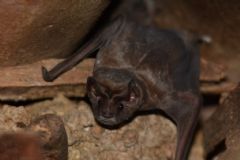 Vigilância Ambiental em Saúde tira dúvidas da população com relação a morcegos