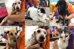 Canil Municipal divulga animais disponíveis para adoção que foram resgatados e tratados 
