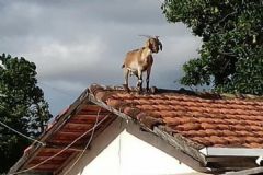 Cabra de estimação escapa do seu cercado e sobe no telhado de uma casa em Rubião Júnior