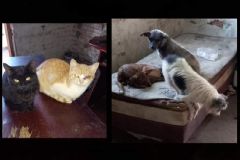 Animais vítimas de maus tratos e zoofilia são resgatados de residência em Rubião Júnior