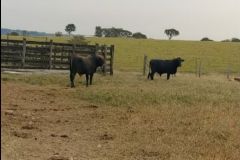 DIG Botucatu esclarece furto de gado em fazendas nos municípios de Anhembi e Pereiras