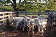 Trabalho realizado pela DIG de Botucatu desmonta esquema de furto de gado de propriedades rurais 
