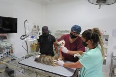 Equipe do CEMPAS da Faculdade de Veterinária de Botucatu participa de recuperação de preguiça-real