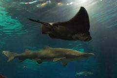 Alunos do Instituto de Biociências da Unesp de Botucatu lançam e-book sobre tubarões e raias