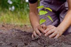 Disque-árvore disponibiliza e planta, gratuitamente, mudas de árvores em Botucatu