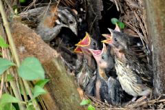 Exposição “Birds na Pina - Aves de Botucatu” já está aberta para visitação