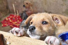 Prefeitura realiza mutirão para  castração e chipagem de 720 de cães neste fim de semana 