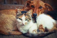 Vigilância Ambiental disponibiliza agendamento online para vacinação de cães e gatos contra a raiva