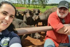 Pesquisadores da FMVZ/Unesp participam de desenvolvimento de referencial de bem-estar para búfalos
