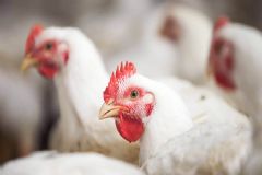 Pesquisa em Botucatu estuda comunicação bacteriana para inibir salmonelose em aves de produção 
