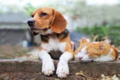 Vigilância em Saúde disponibiliza agendamento online para vacinação de cães e gatos contra a raiva
