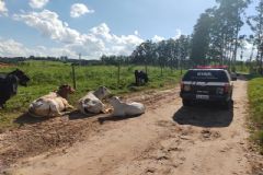 Operação da Polícia Civil desarticula e prende quadrilha que roubou 349 cabeças de gado em Itatinga 