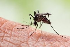 Região do Jardim Paraíso receberá ação de nebulização contra a dengue em dois dias seguidos