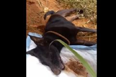 Cachorra em estado crítico em razão de sofrer maus tratos é resgatada em bairro de Botucatu