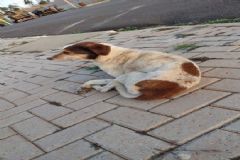 Soltura de cachorra doente por funcionário do Canil Municipal em Botucatu viraliza nas redes sociais