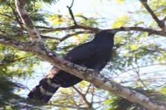 “Vem Passarinhar” registra pouso de ave rara em passeio pela Igreja de Santo Antônio em Rubião Júnior 