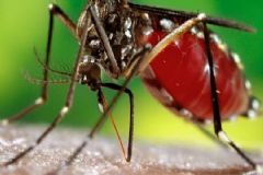 Botucatu apresenta o dobro de casos de dengue comparando o mesmo período do ano passado