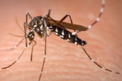 Centro da Cidade recebe nebulização para combate ao mosquito transmissor da dengue 
