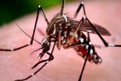 Vigilância Ambiental em Saúde vem intensificando as ações de combate ao mosquito da dengue