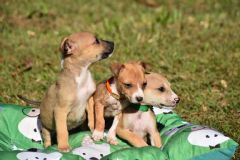 Vigilância em Saúde e Canil realizarão feirinha de adoção de cães e gatos neste domingo